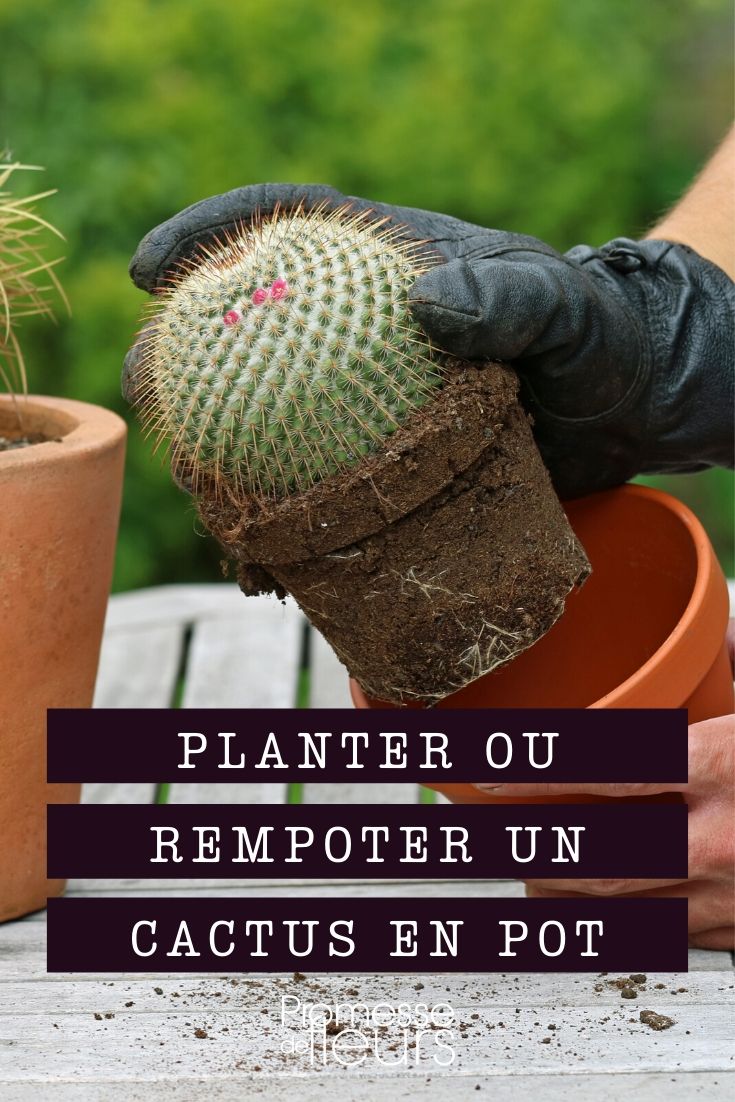 cactus, planten en verpotten