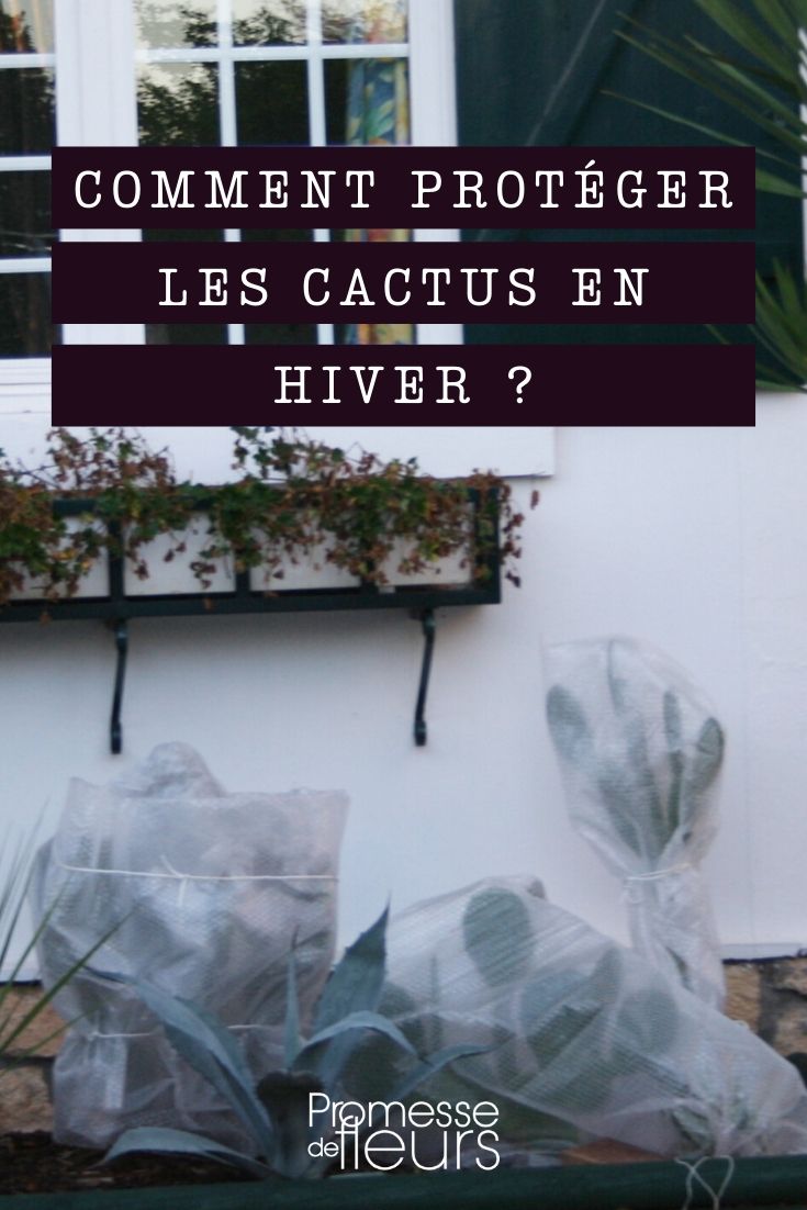 Een cactus beschermen in de winter