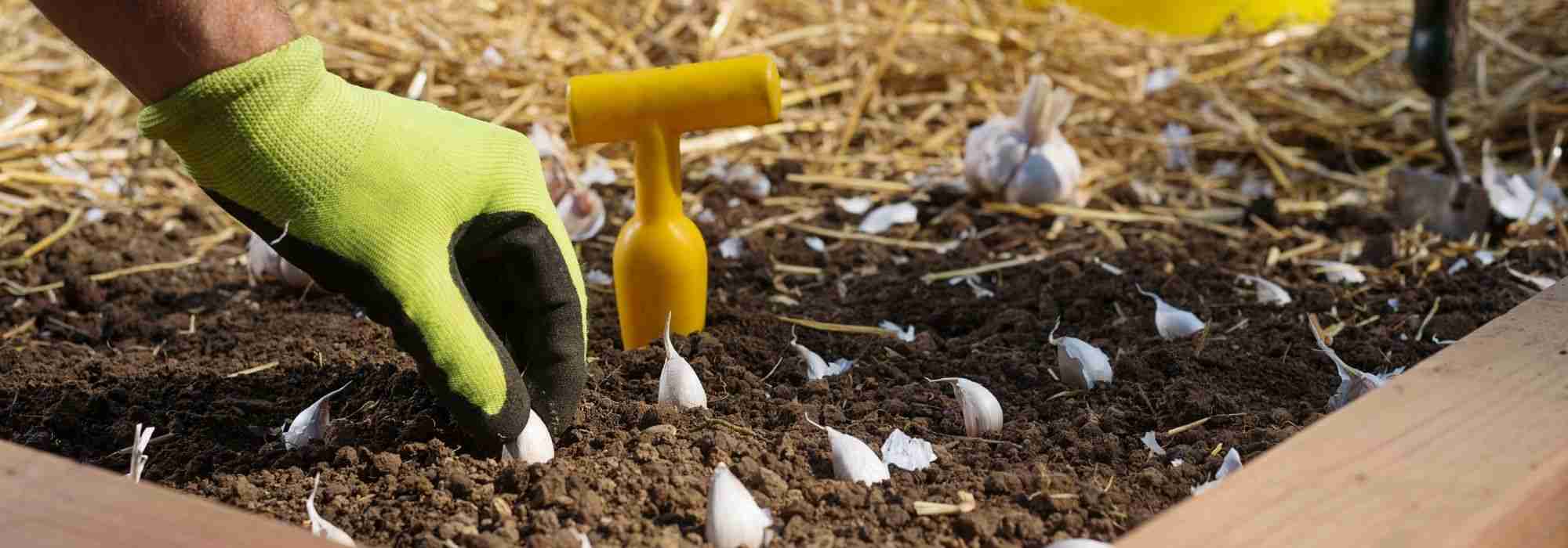 De moestuinkalender - februari