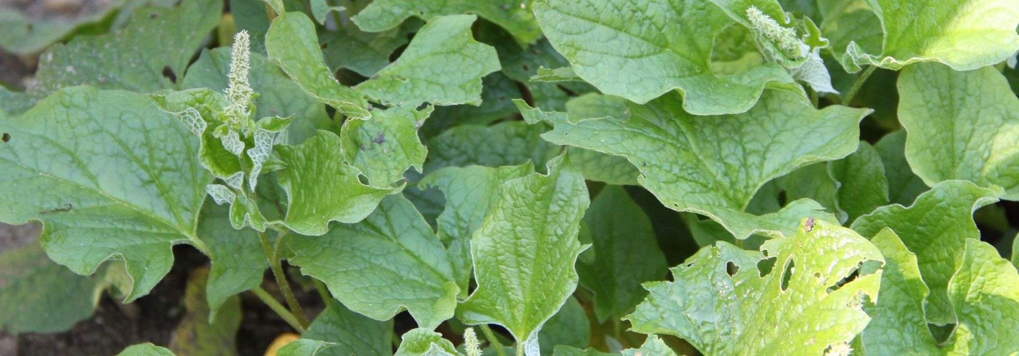 Melde planten, zaaien en oogsten