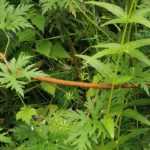 Hoe steun je een vaste plant?