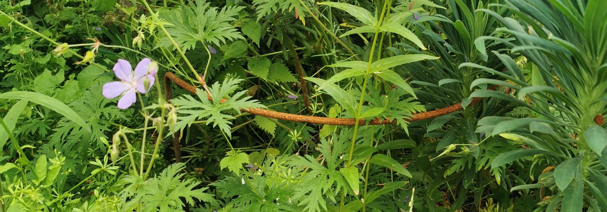 Hoe steun je een vaste plant?