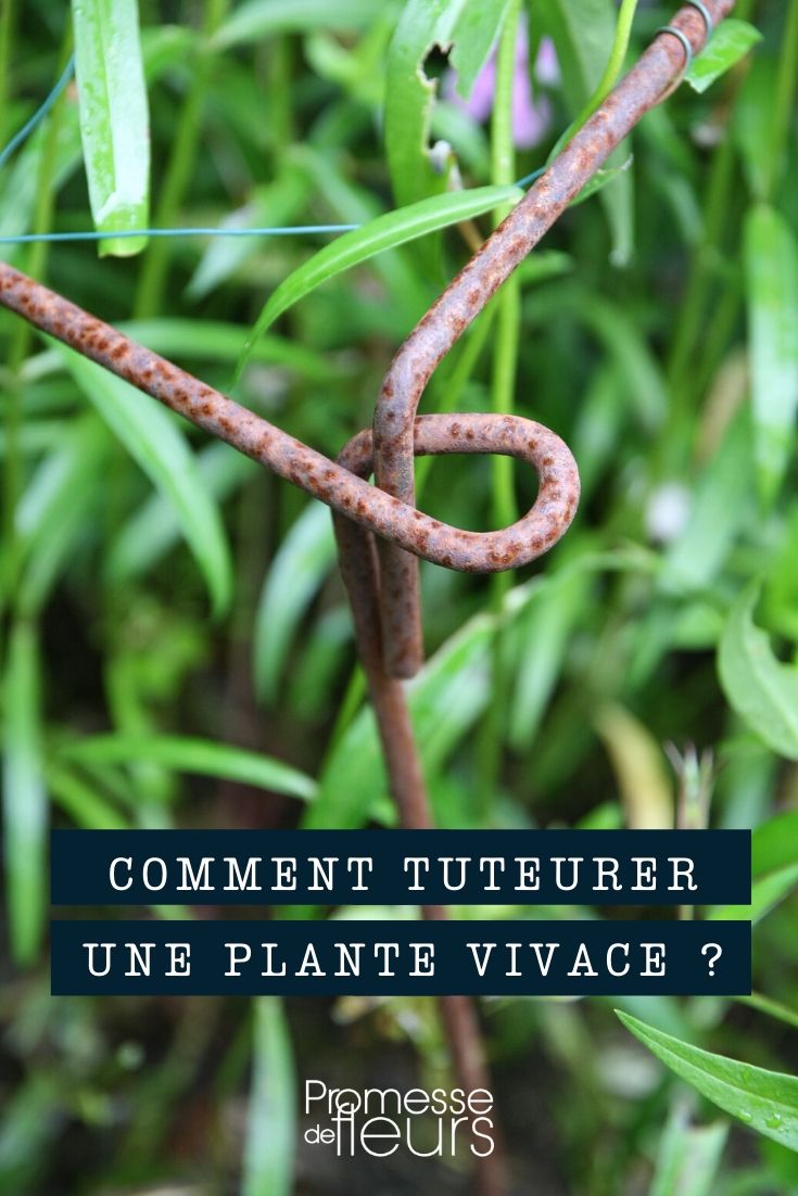 vaste plant aanbinden