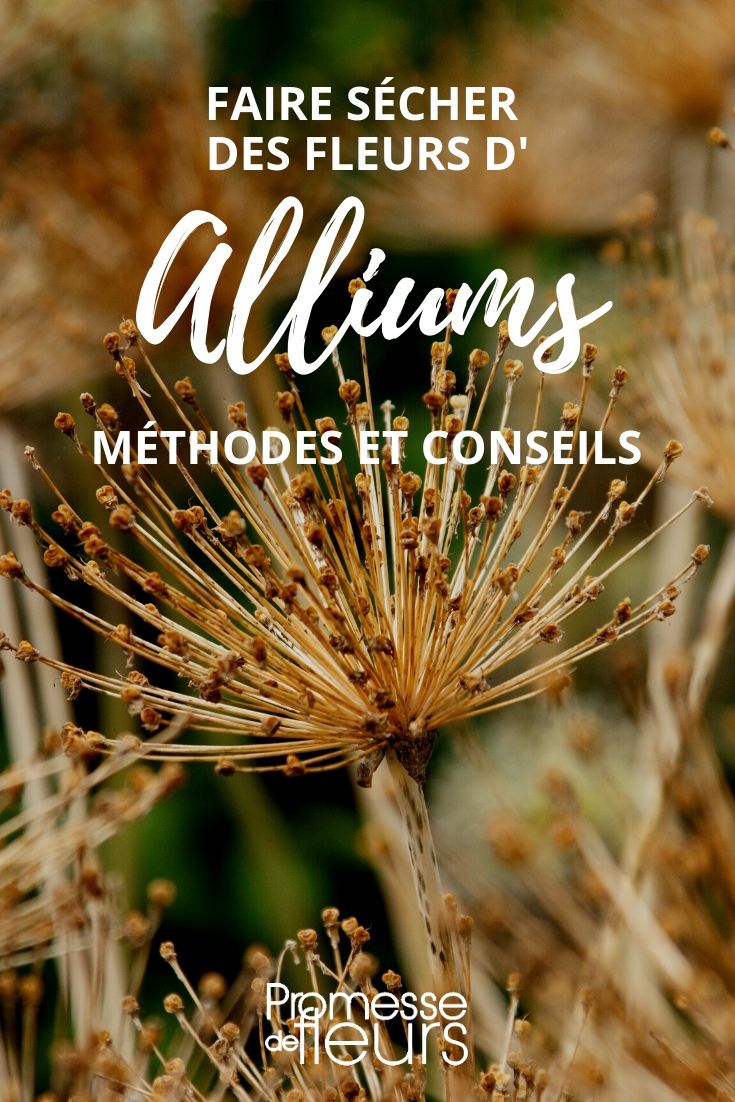 Alliums drogen: onze tips