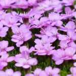 Silene: planten, zaaien en telen
