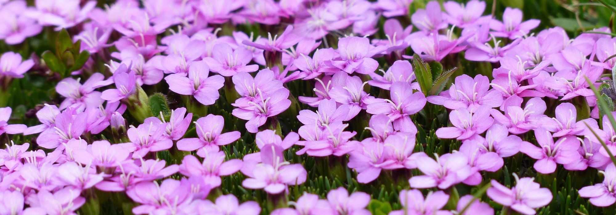 Silene: planten, zaaien en telen
