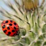 Biologische bestrijding in de tuin en moestuin: biologische bestrijders