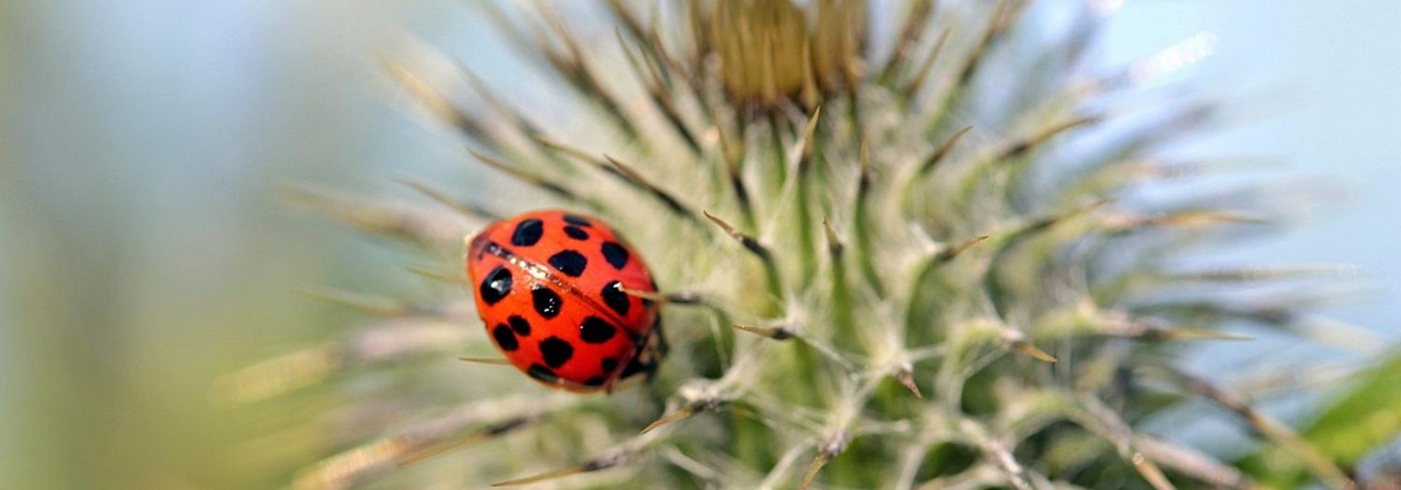 Biologische bestrijding in de tuin en moestuin: biologische bestrijders