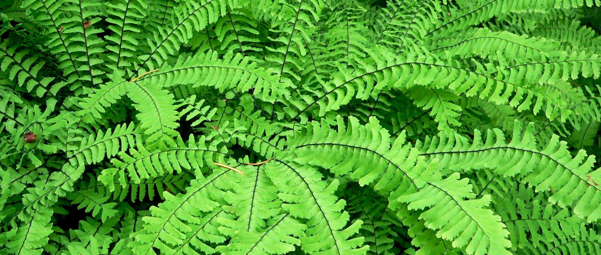 Venushaar (Adiantum): planten, kweken en verzorgen