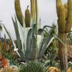 Cactussen en vetplanten buiten: planten, telen, verzorgen