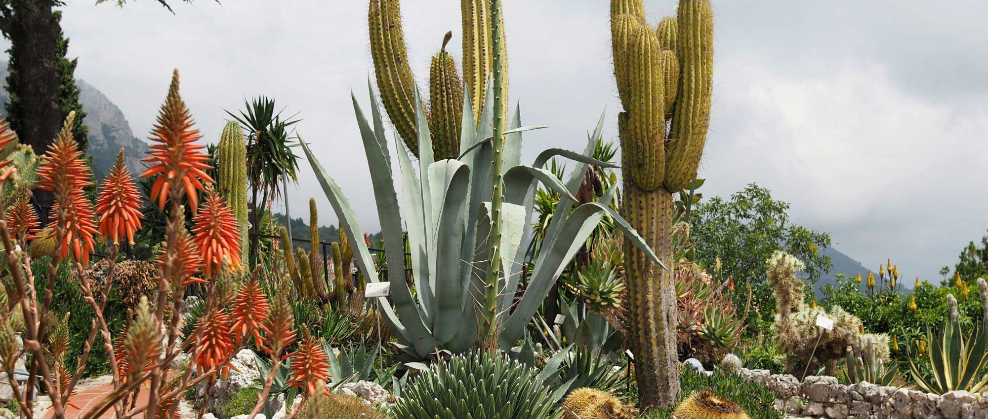 Cactussen en vetplanten buiten: planten, telen, verzorgen