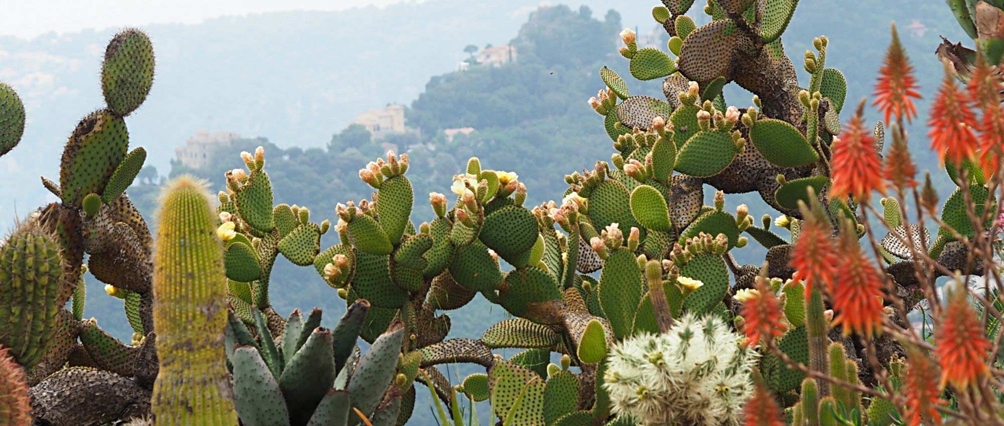 Cactussen in de tuin planten?