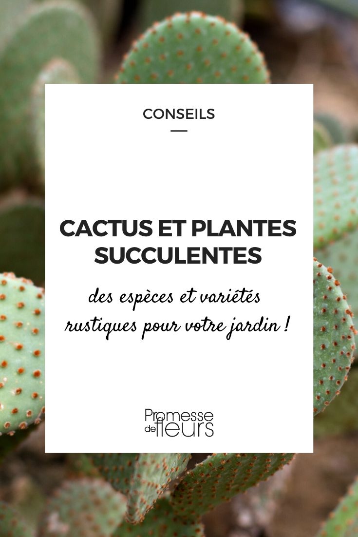 Cactussen en vetplanten voor de tuin