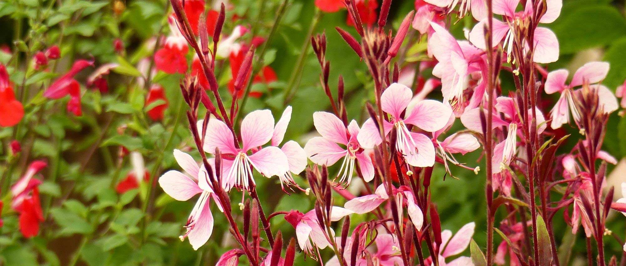 15 vaste planten die gemakkelijk te stekken zijn