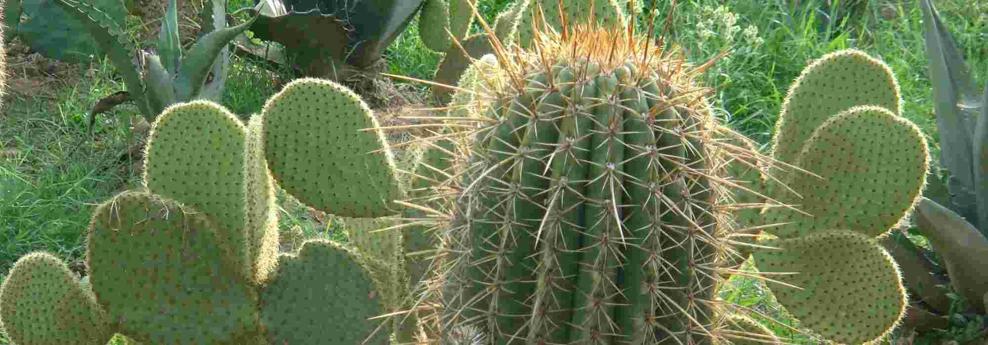 Welke cactussen en vetplanten voor mijn tuin?