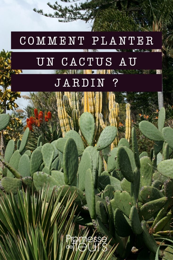 Cactussen in de tuin planten: zo lukt het