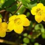 Dotterbloem, Caltha palustris: planten, telen en onderhouden