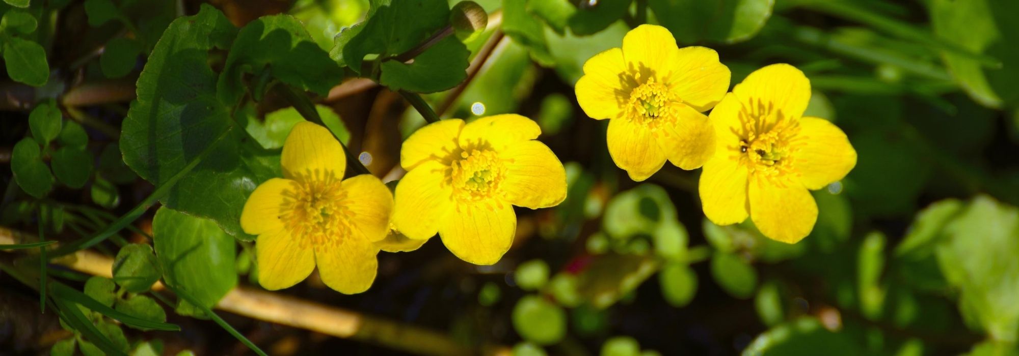Dotterbloem, Caltha palustris: planten, telen en onderhouden