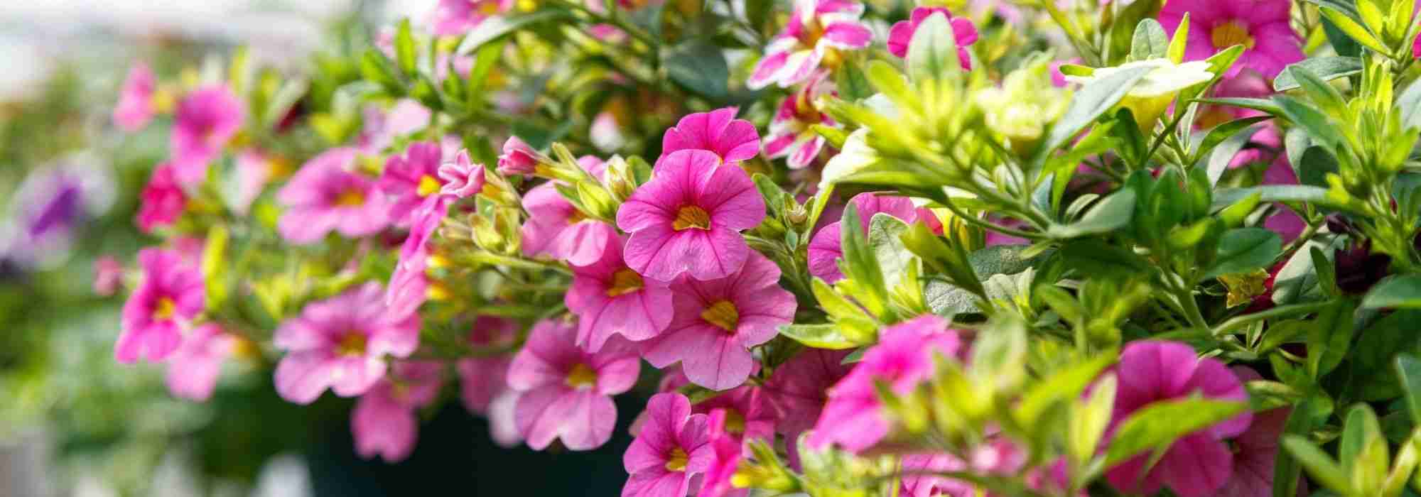 Mooie hangmanden met bloemen