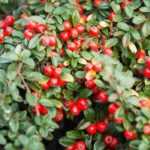 Cotoneaster: welke kies je?