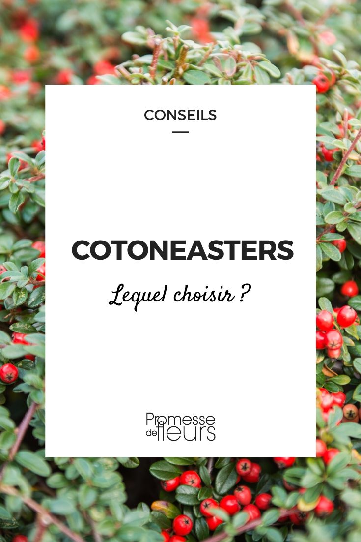 Cotoneaster: welke kies je?