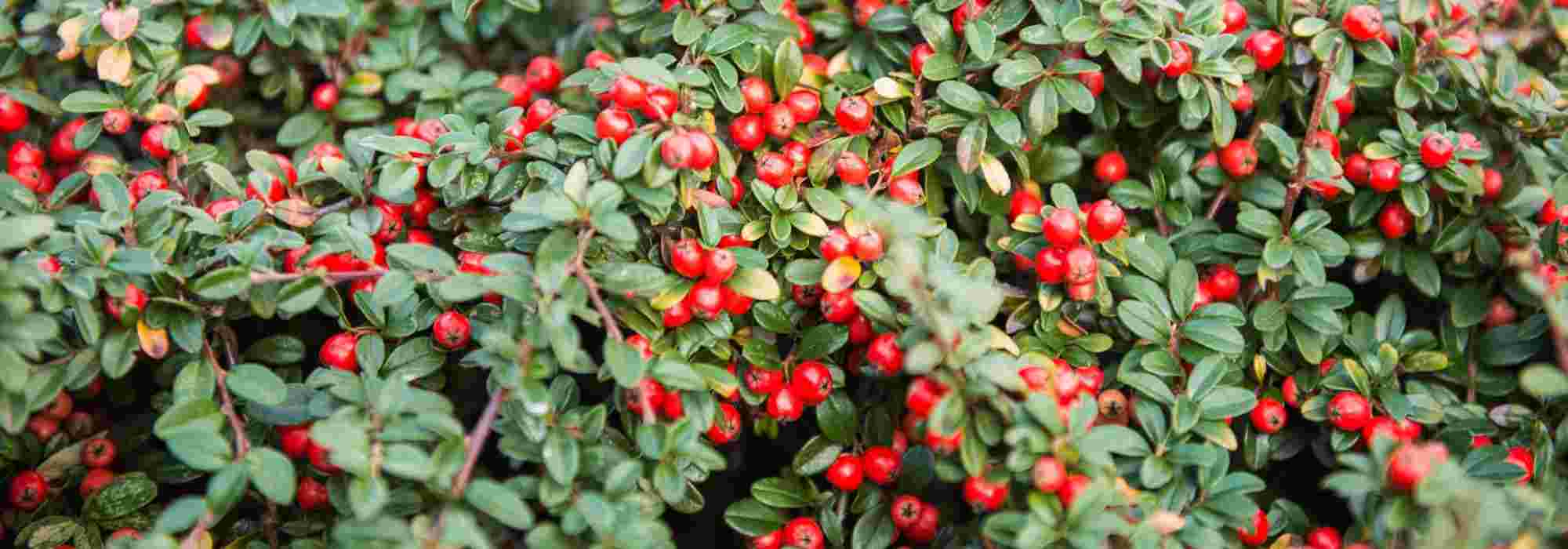 Cotoneaster: welke kies je?