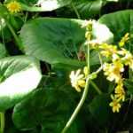 Farfugium japonicum: planten, telen en onderhouden