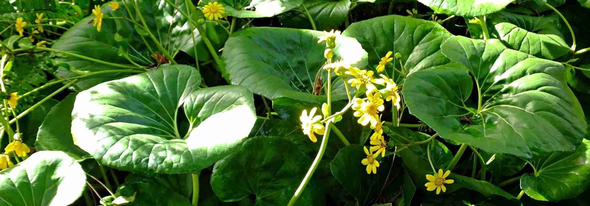 Farfugium japonicum: planten, telen en onderhouden