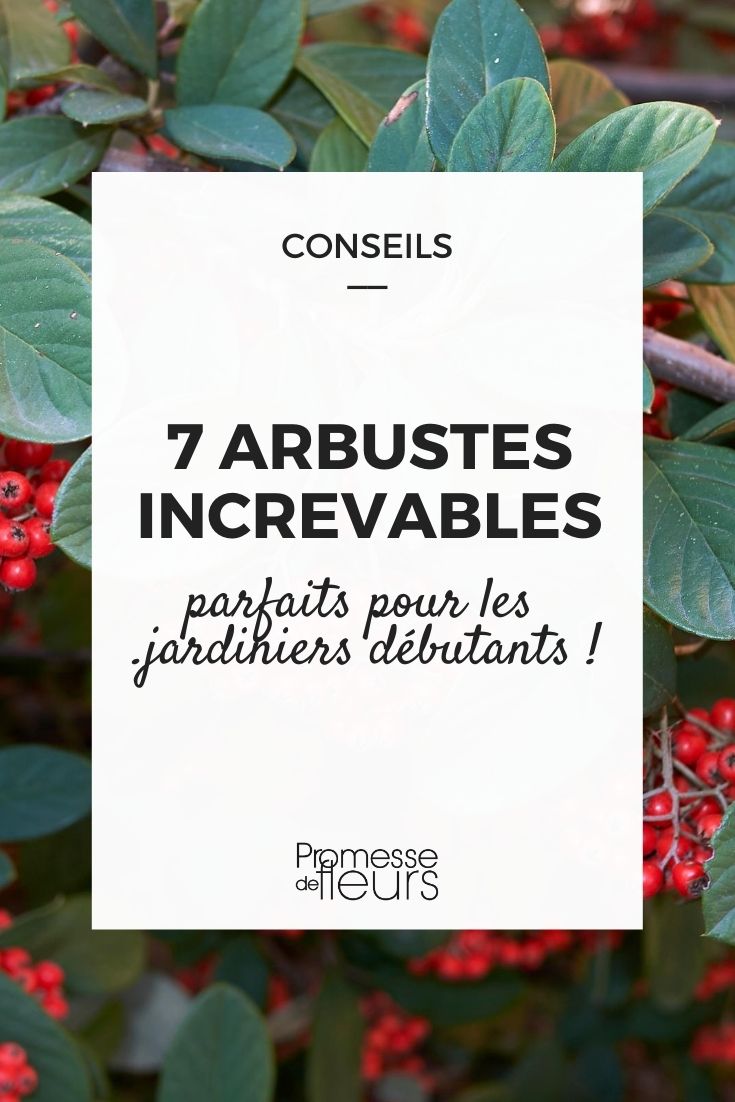 7 sterke heesters voor beginners
