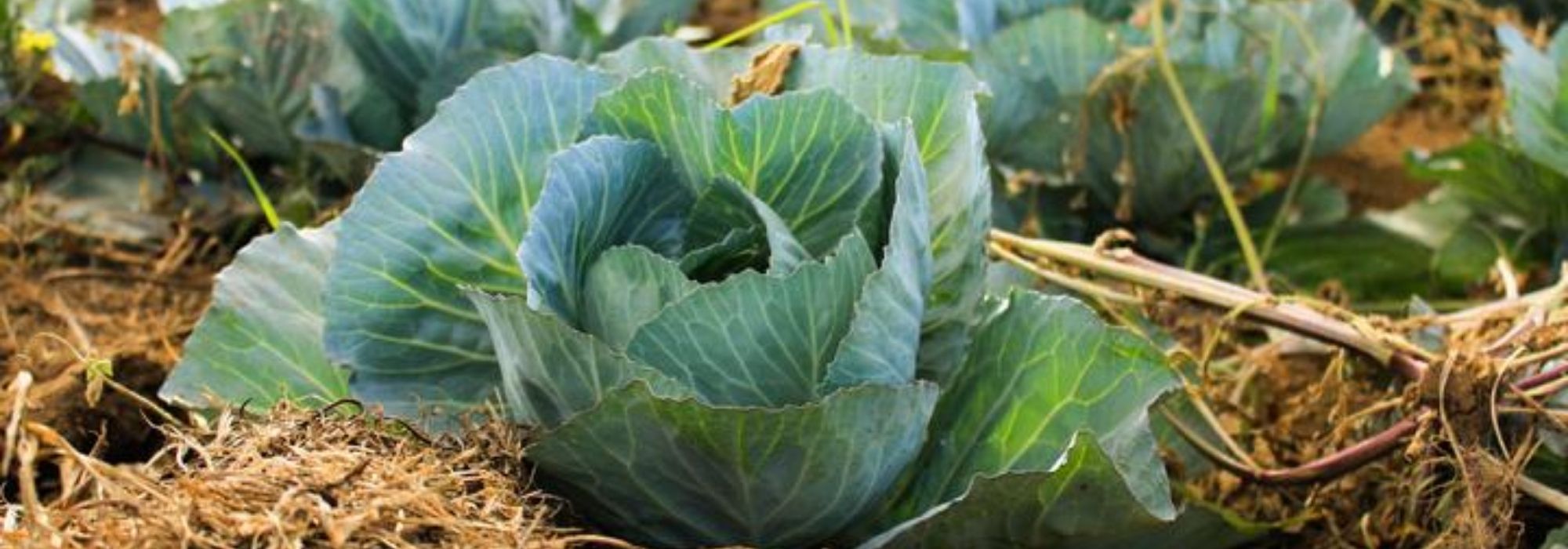 Kool: planten, zaaien, oogsten