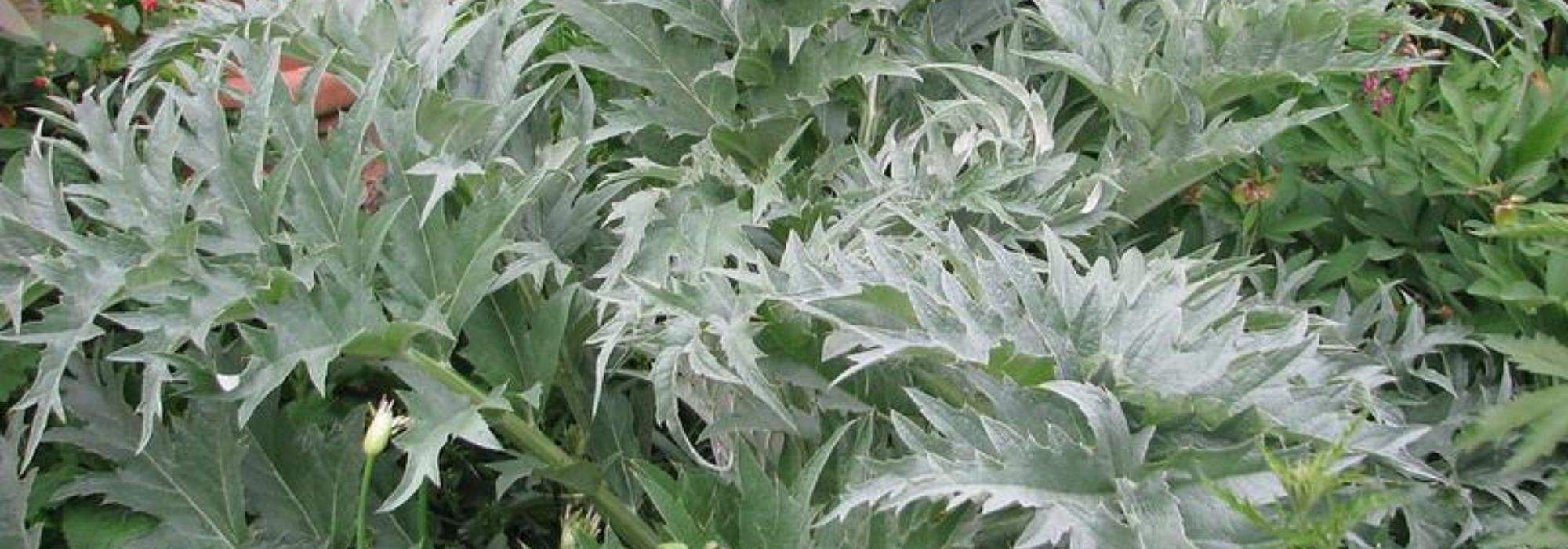 Kardoen: planten, teelt, oogst