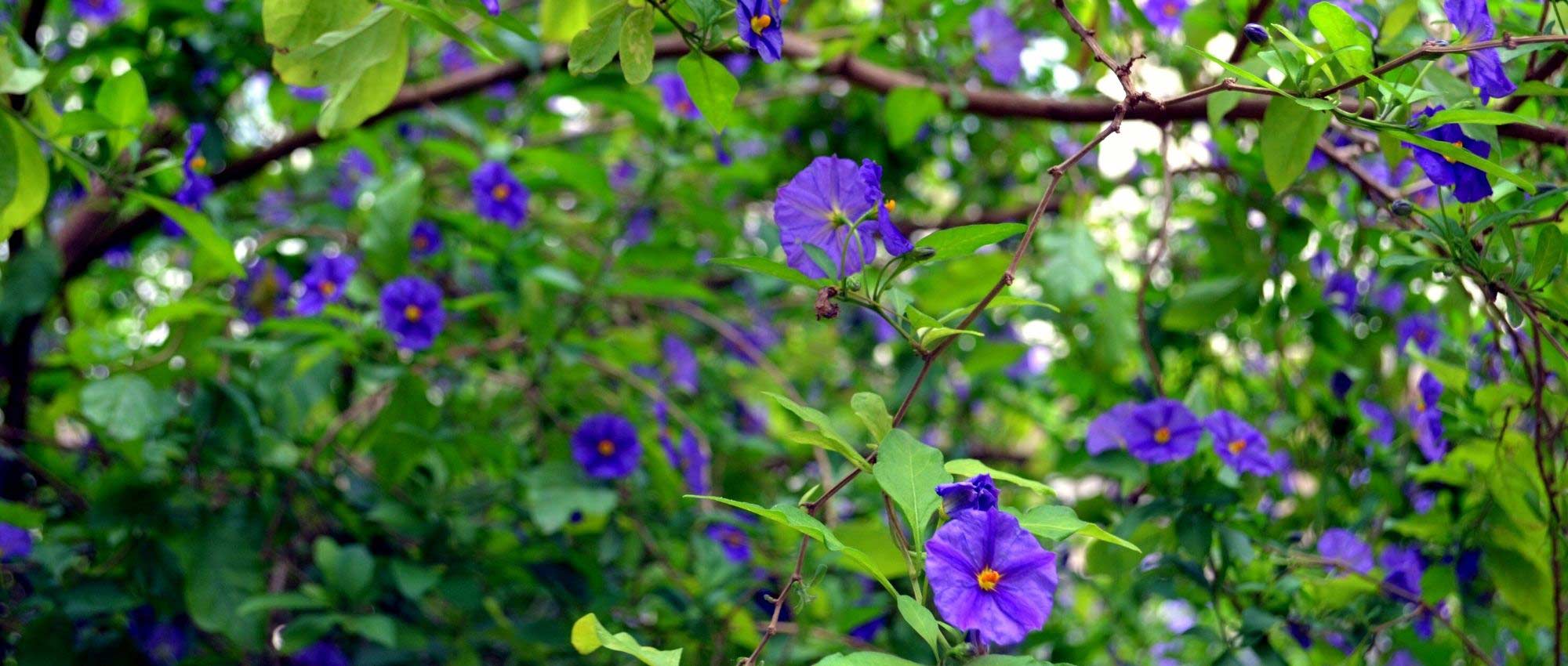 7 eenvoudig te stekken klimplanten