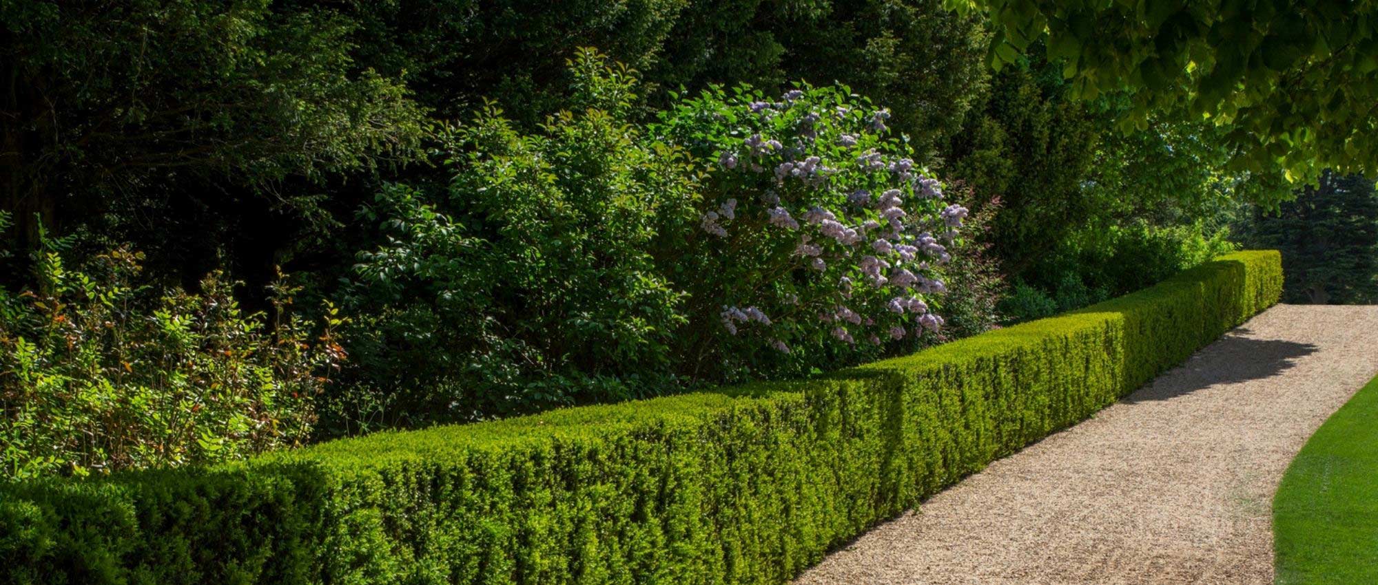 Hagen, heesters en bomen: welke plantafstand?
