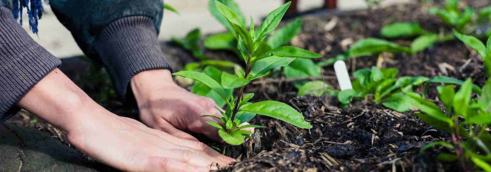 Tuinieren zonder rugpijn: houdingen en aanpassingen in de tuin