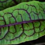 Zuring: planten, telen, oogsten