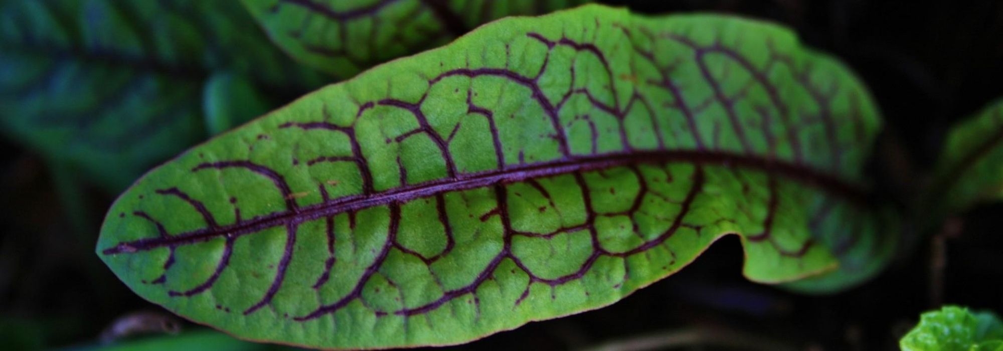 Zuring: planten, telen, oogsten