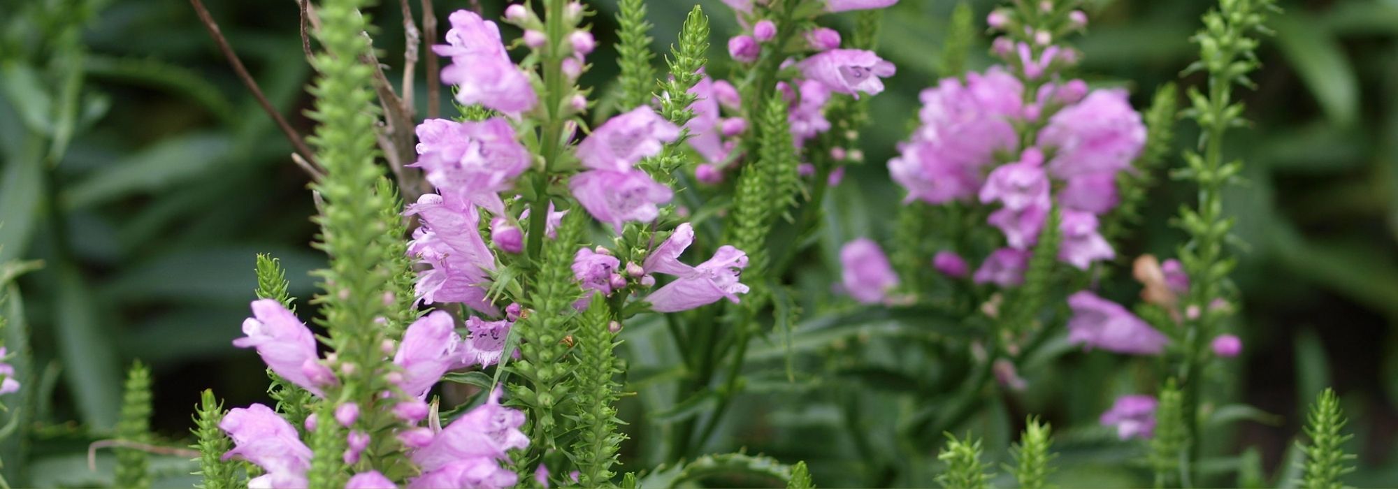 Physostegia: planten, kweken en onderhoud