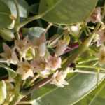 Holboellia (Goufla, holboellia): planten, kweken en onderhoud