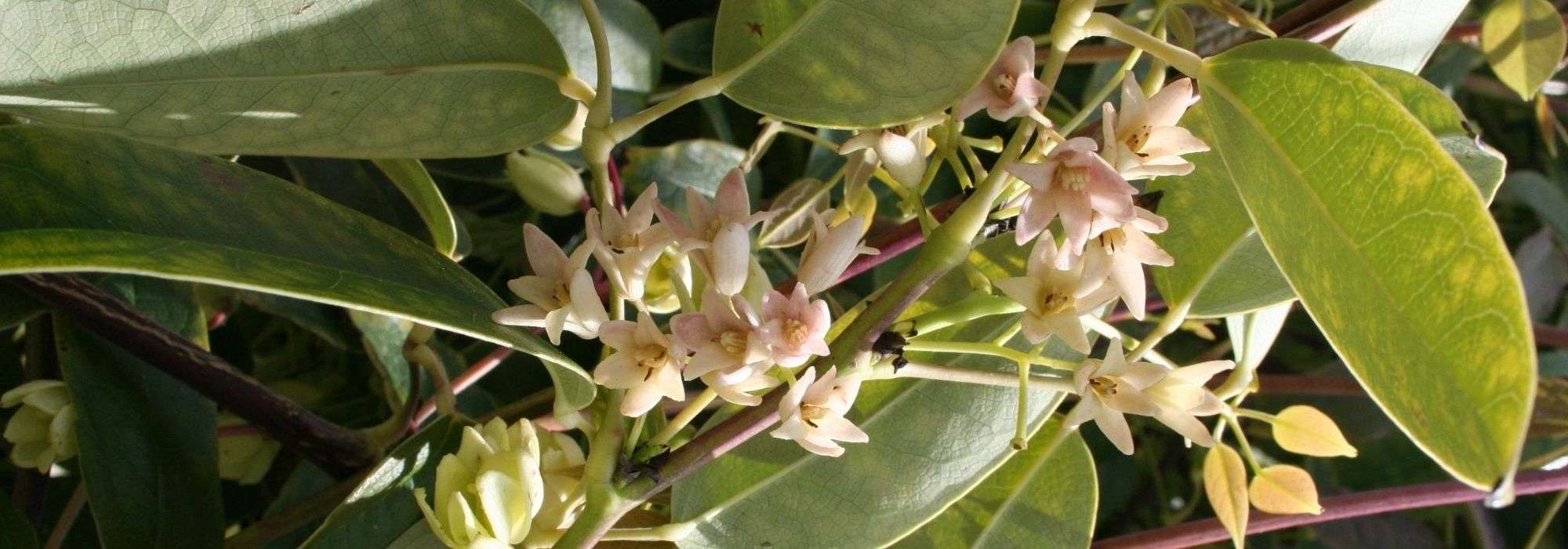 Holboellia (Goufla, holboellia): planten, kweken en onderhoud