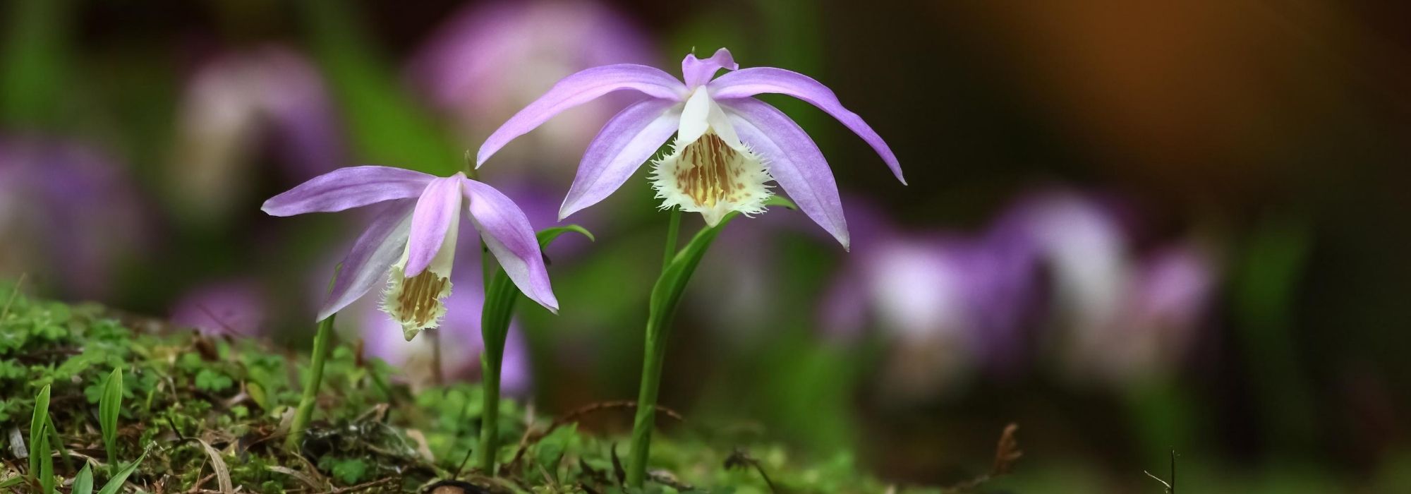 Pleione: planten, telen en onderhouden