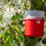 Feromoonvallen: waarom en hoe gebruik je ze in de tuin?