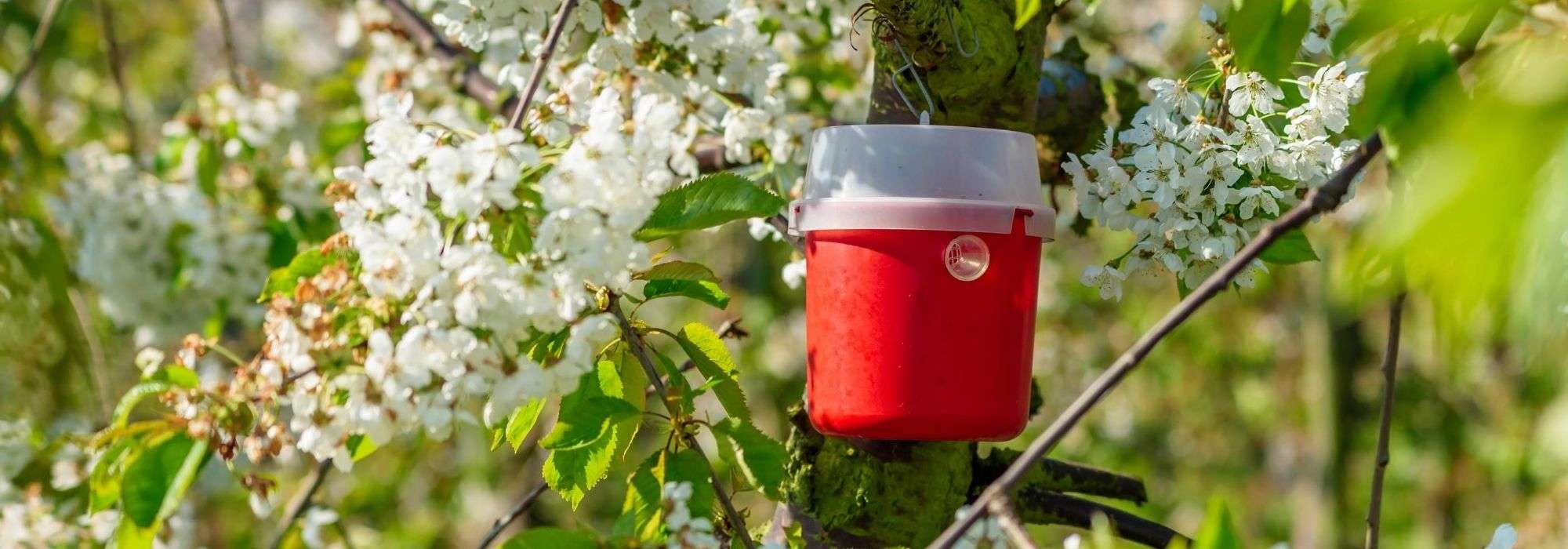 Feromoonvallen: waarom en hoe gebruik je ze in de tuin?