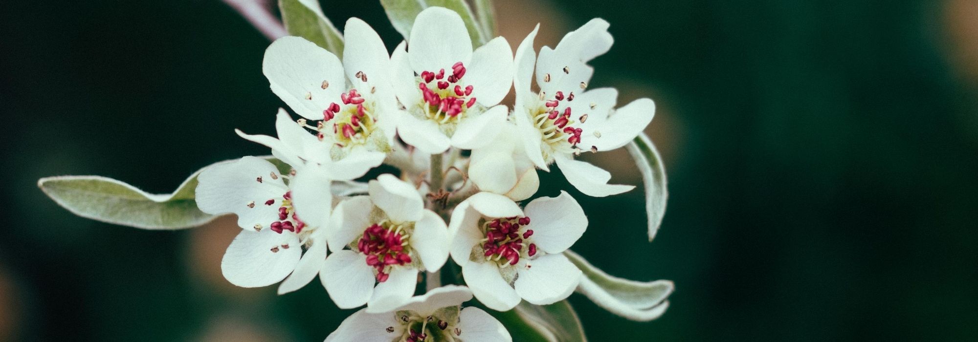 Sierpeer: planten, kweken en verzorgen