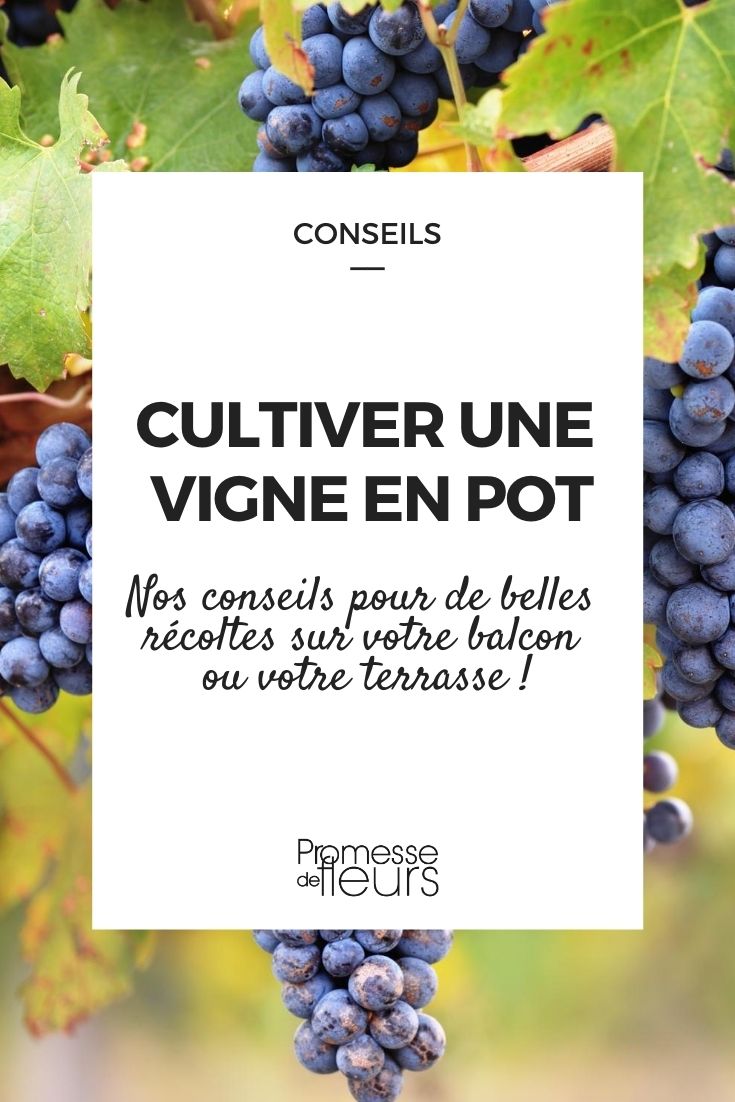 Een druif in een pot telen: onze tips
