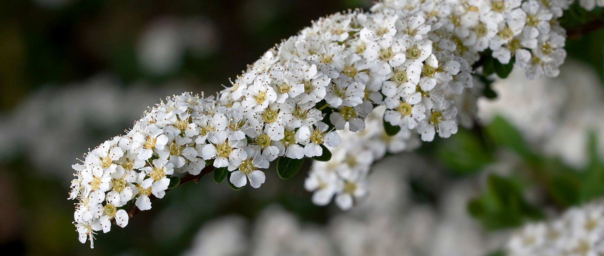 Heesters met witte bloemen: de beste variëteiten