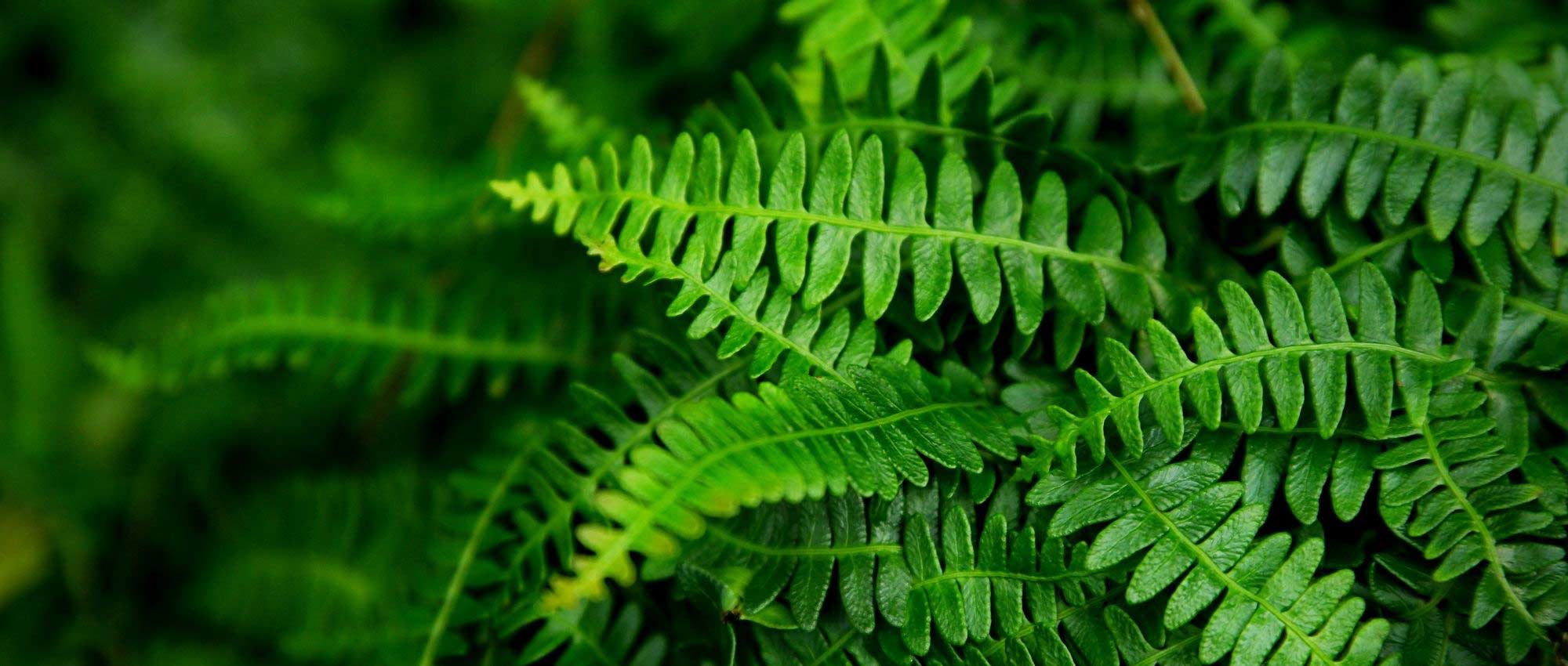 Blechnum: planten, telen en verzorgen