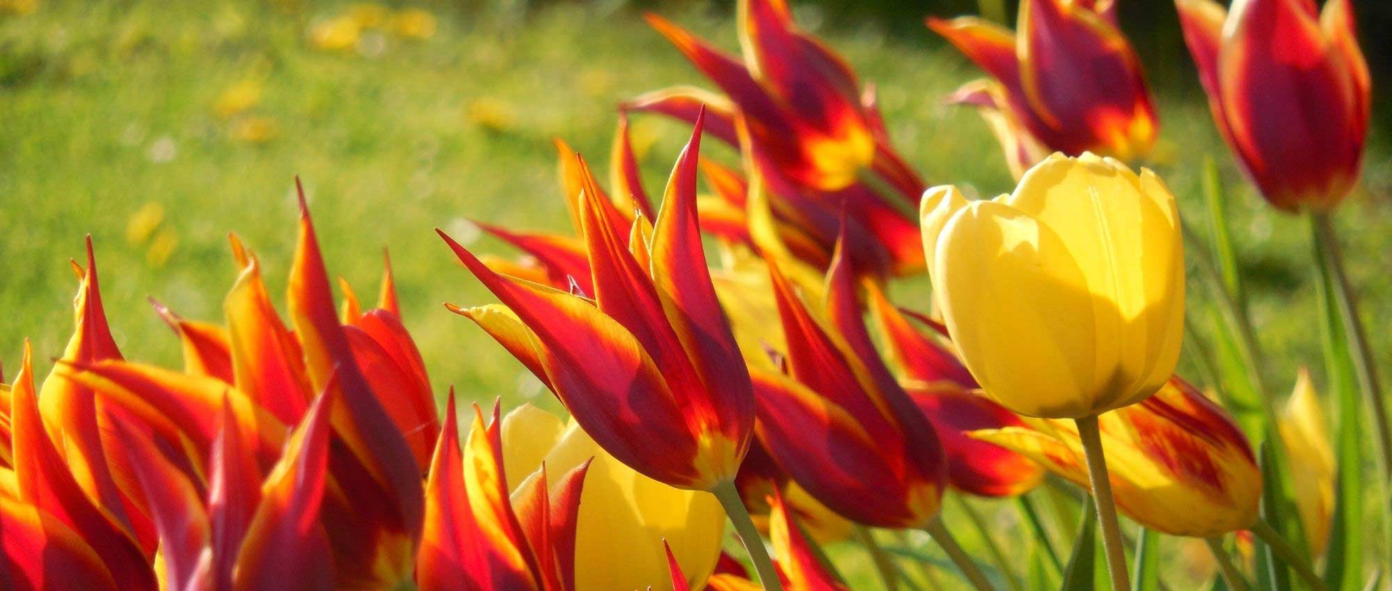 Bollen: hoeveel planten voor een mooie border?