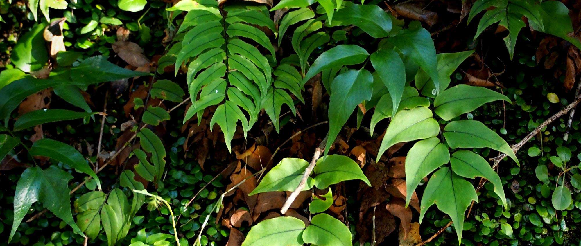 Cyrtomium planten, telen en verzorgen