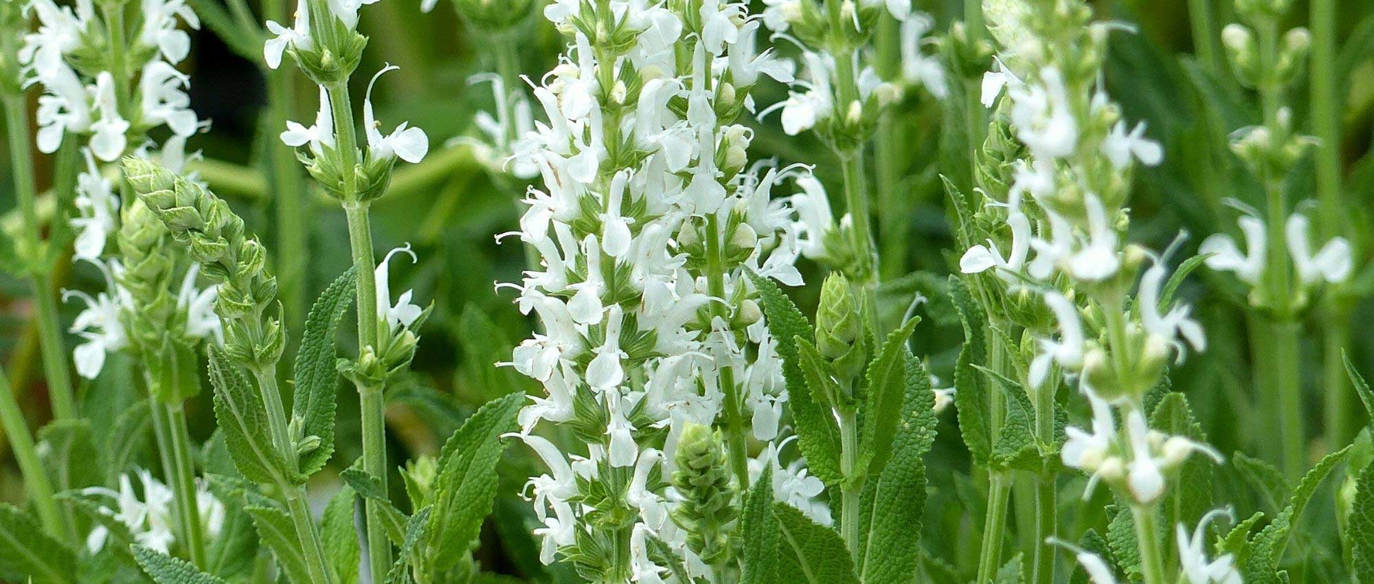 Vaste planten met witte bloemen: de beste variëteiten