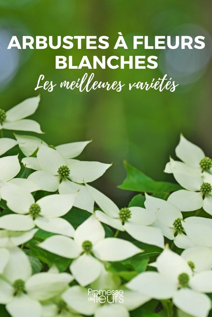 De mooiste heesters met witte bloemen